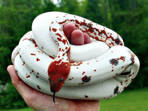 white snake on Tumblr