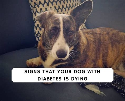 Signs That Your Dog With Diabetes is Dying - Vet Advice! (2022) - We ...