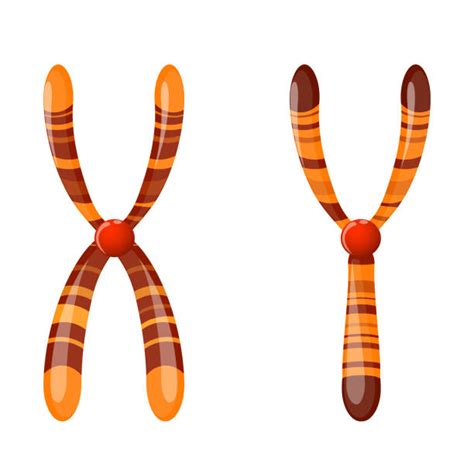 Chromosome Illustrations Royalty Free Vector Graphics | Free Nude Porn Photos