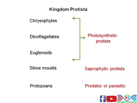 Kingdom protista Keywords: kingdom protista classification, kingdom protista examples ...