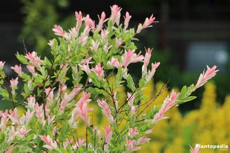 Salix Integra 'Hakuro Nishiki' - How to Care and Pruning - Plantopedia