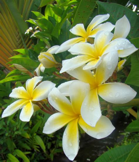 The Flowers of Hawaii