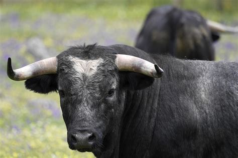 Breeding fighting bulls in Spain: A family's passion - Art & Culture ...