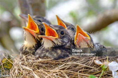 Closeup Baby Birds With Wide Open Mouth On The Nest Young Birds With Orange Beak Nestling In ...