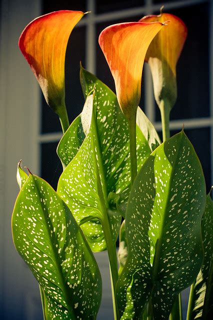 Flame Calla Lily | Three is the most blooms I've ever had in… | Flickr