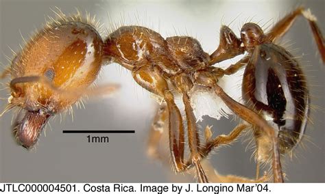 Formicidae: Solenopsis geminata