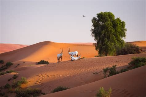 Animals of Dubai: UAE Native Species & Where to Have Animal Encounters ...