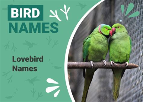 100+ Lovebird Names: Ideas for Affectionate & Adorning Birds | Pet Keen