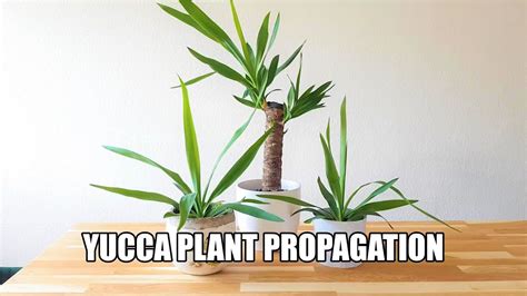 #yuccaplant #yuccacaneplant Yucca plant propagation /how to grow yucca ...