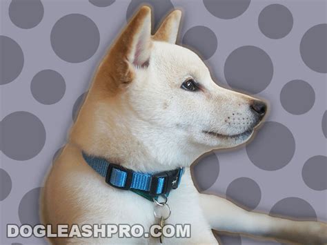 White Shiba Inu: Complete Guide - Dog Leash Pro