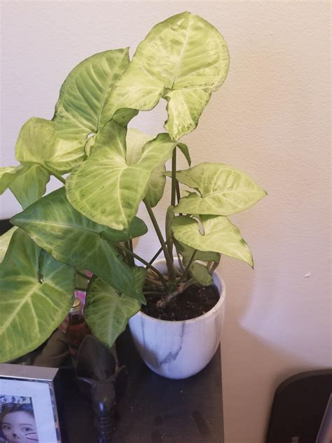 Hello! What's this plant? Thanks!! : r/whatsthisplant