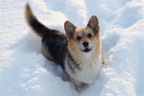 Glitchy Snow Dog GIF - Snow Snowing Winter - Discover & Share GIFs