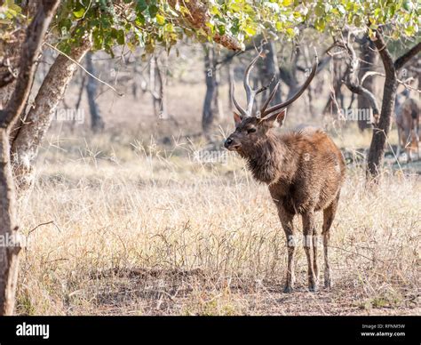 Sambar antlers hi-res stock photography and images - Alamy