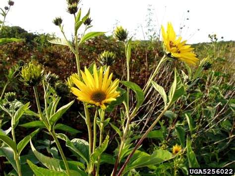 Jerusalem artichoke, Helianthus tuberosus (Asterales: Asteraceae) - 5256022