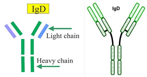 Immunoglobulin D (IgD)- Structure and Functions - Microbe Notes