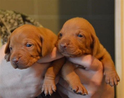 Hungarian Vizsla puppies for sale | in Kentish Town, London | Gumtree