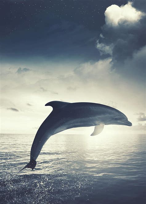 Dolphin jumping out of water art Mixed Media by William Ng - Pixels