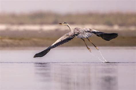 Water Birds – Romel Adhikary