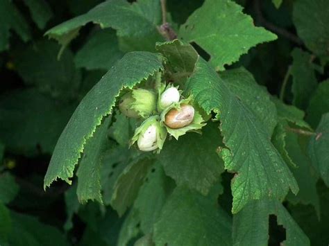 How to Grow Hazel Trees From Seed - A Recipe to Success