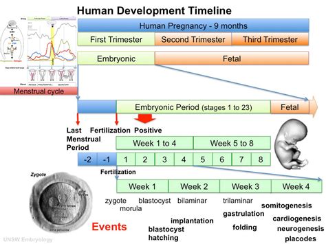 File:Human development timeline graph 01.jpg - Embryology