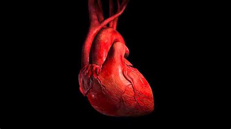 Anatomy Heart Wallpaper