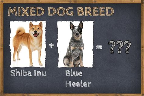 Shiba Inu Blue Heeler Mix (Shibalee) Info, Pictures, & Facts | ZooAwesome