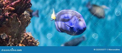 Closeup of a Regal Blue Tang in Aquarium Environment Stock Image - Image of life, colorful ...