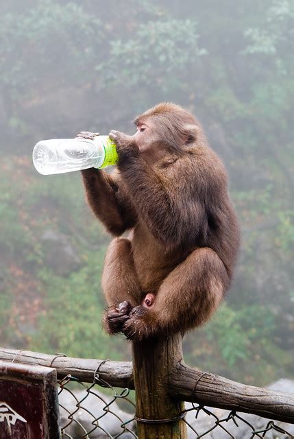 A monkey drinking from a water bottle | Flickr - Photo Sharing!