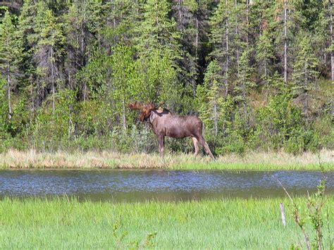 Moose | Yukon Wildlife Wilderness Adventures