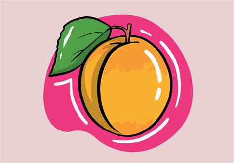 Vector apricot. Sweet summer fruits isolated on background. Cartoon ...