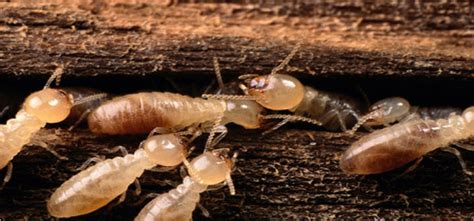 Termite Inspection Reports - Phoenix/Tucson/Northern Arizona Pest & Termite Control/Inspection ...