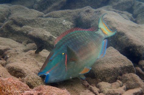 Snorkeling in the Bermuda Triangle, Bermuda