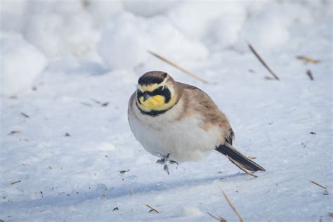 Horned Lark – Overview And Images | Great Bird Pics