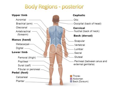 Human Body Parts Anatomy With Basic Physiological Division Outline ...