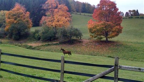 fall horse farm | Horse farms, Beautiful places, Horses