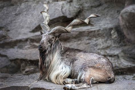 Markhor - A-Z Animals