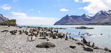 South Georgia Island: An Antarctic Hub for Wildlife Viewing