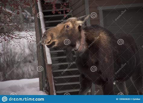 Moose in Town stock photo. Image of hooves, artiodactyla - 135563628