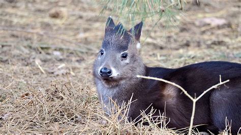 Have you met Norman the tufted deer fawn?| Cleveland Zoological Society | March 31, 2021