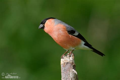 Hýl obecný | Naturfoto.cz