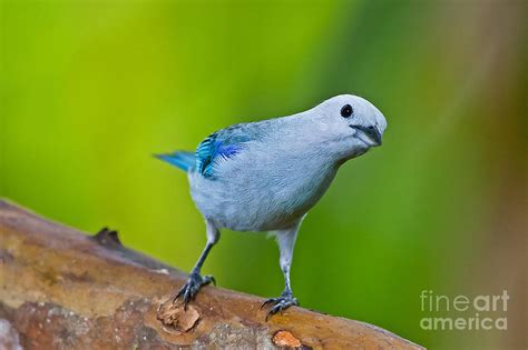 Blue-gray Tanager Photograph by Jean-Luc Baron - Fine Art America