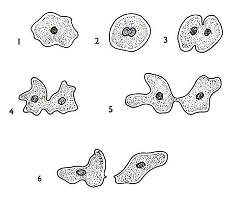 Biological drawings. Amoeba Reproduction. Biology teaching resources by D G Mackean