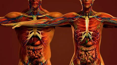 Human Anatomy Male Female - 3d Human Male Female Anatomy | Bodhiwasuen