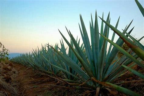 Agave azul, Tequila, jalisco, México Plants In Australia, Agave Azul, Best Tequila, Ocotillo ...