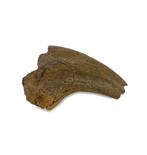 Fossils For Sale | Fossils-UK.com | Rare Cretaceous Dromeosaur Dinosaur ...