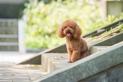 7 dapper hairstyles for your poodle - Pawsh