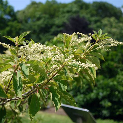 Buy Clethra alnifolia - Summersweet Online | Fragrant Shrub For Sale ...