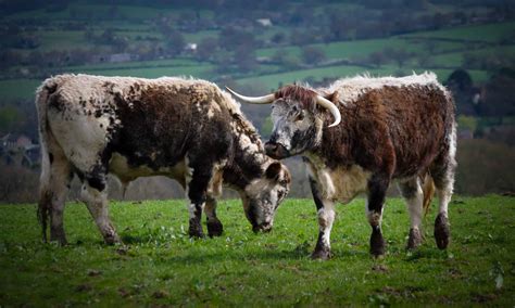 English Longhorn Cattle - A-Z Animals