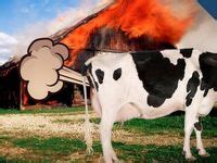 7 Cow farting ideas | cow, fart, fart humor