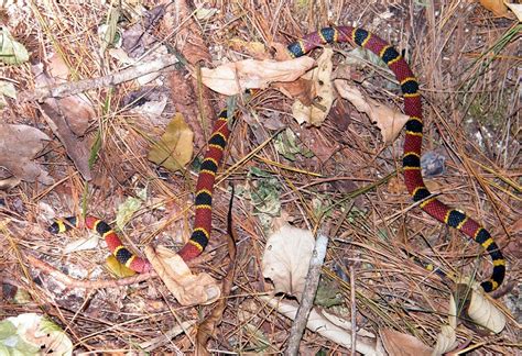 Serpiente Coral - Serpientes de Costa Rica